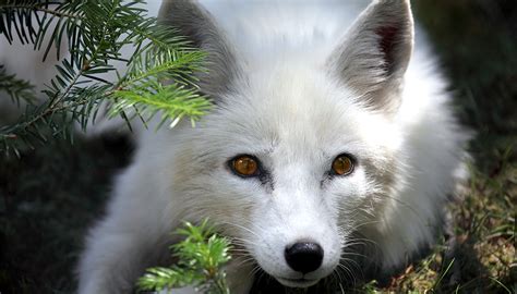 Arctic fox | San Diego Zoo Wildlife Explorers