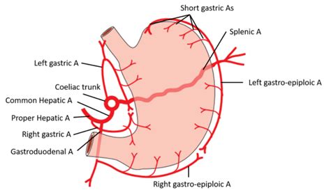 Stomach , pats, relations, blood & nerve supply, lymphatic drainage ...