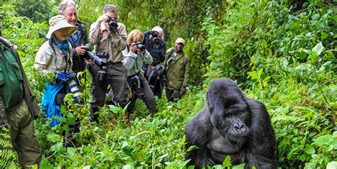 Why One Hour For Gorilla Trekking? The Allowed Time