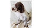 Spinone Italiano Puppies for Sale from Reputable Dog Breeders