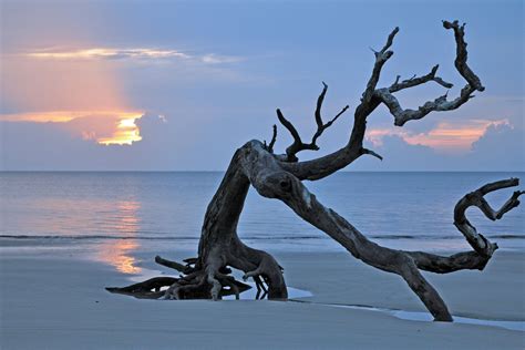 Driftwood Beach Wall Art – Jekyll Island Photography