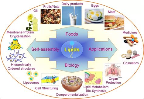 Examples of lipids: Many items, like dairy products and medicines ...