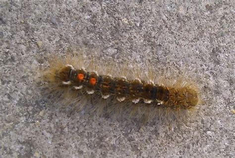 Watch out for influx of brown-tail moth caterpillars