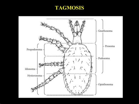 Comparative morphology of Acari, phylogeny of higher categories in mi…