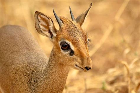 Dik-Dik Antelope Safari in National Parks of Tanzania