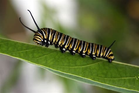 Monarch butterfly caterpillar by CathleenTarawhiti on DeviantArt