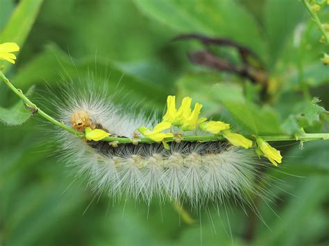 Virginia tiger moth Photograph by James Peterson - Fine Art America