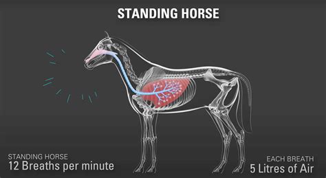 How does your horse's respiratory system works| Foran Equine