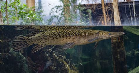 Alligator Gar Description, Habitat, Image, Diet, And Interesting Facts ...