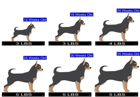 Chihuahua Growth Chart. Chihuahua Weight Calculator.