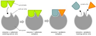 Substrate Definition & Example - Video & Lesson Transcript | Study.com