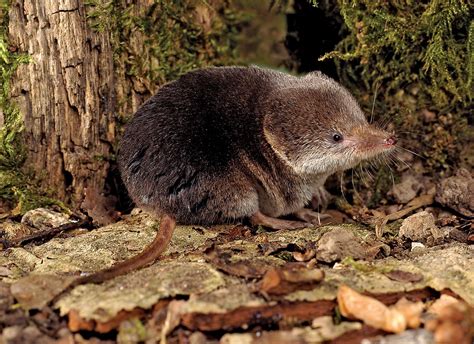 common shrew | Mammals, Cute animals, Animals