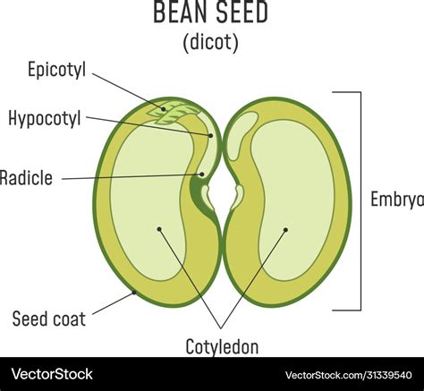 Bean seed structure anatomy grain dicot Royalty Free Vector