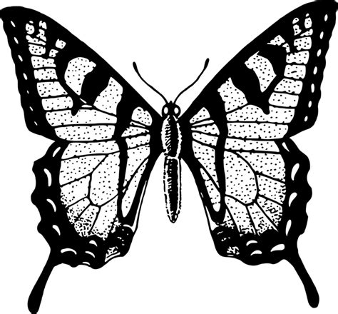 Monarch Butterfly Vector Black White