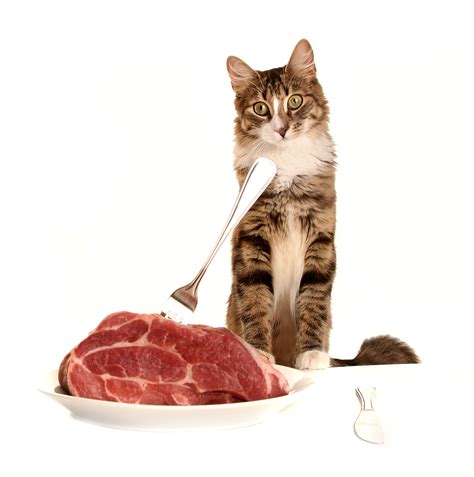 Cat Raw Food Diet - Making The Transition Easy For You & Your Cat