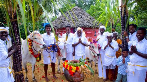 PONGAL CELEBRATION | Mattu Pongal | Grand Tamil Special Festival ...