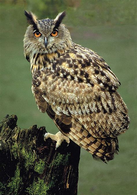 Eagle Owl | Owl, Pet birds, Horned owl