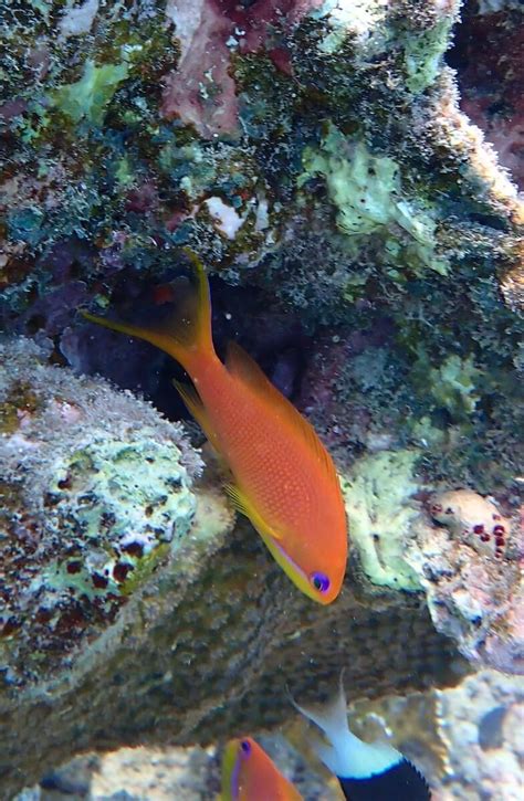 Pseudanthias squamipinnis - Sea goldie | Snorkeling Report