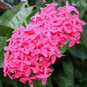 Ixora Plant: Growing Ixora Flower From Hedge To House Plant