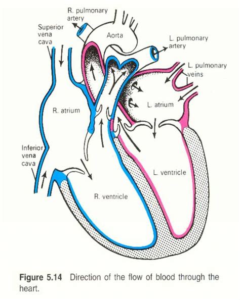 Human Heart Sketch Diagram - Cliparts.co