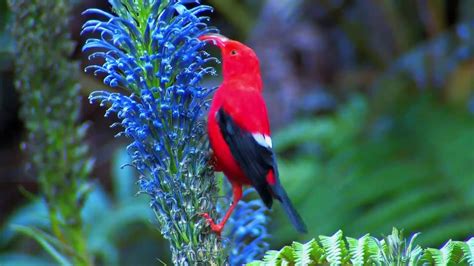 Hawaiian 'I'iwi bird - YouTube