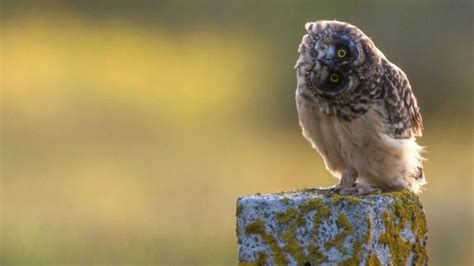 Orkney wildlife photography book snaps up award - BBC News