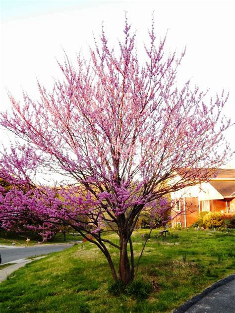 Capital Naturalist by Alonso Abugattas: Eastern Redbud and the Legend ...