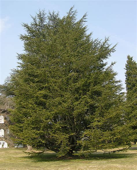 Cedar Tree Pictures, Facts on Cedar Trees