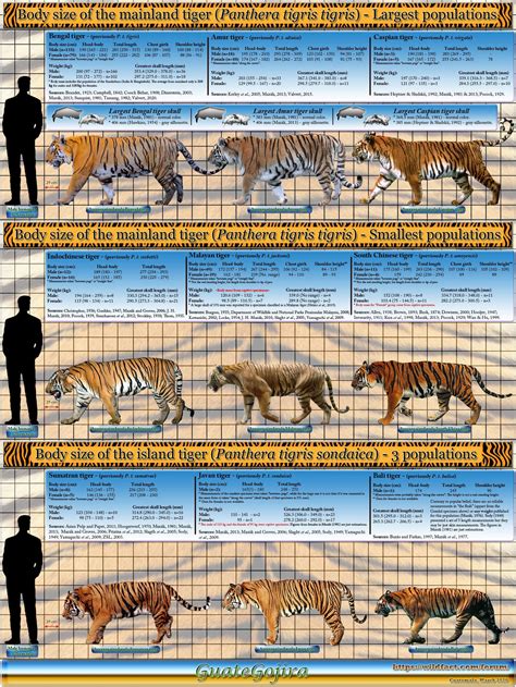 Siberian Tiger Size And Weight