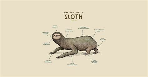 Anatomy of a Sloth - Sloth - Tank Top | TeePublic