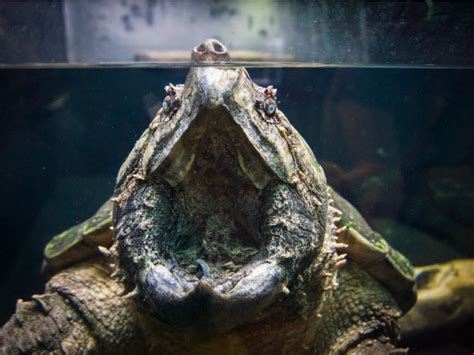 Alligator snapping turtle: habitat and characteristics