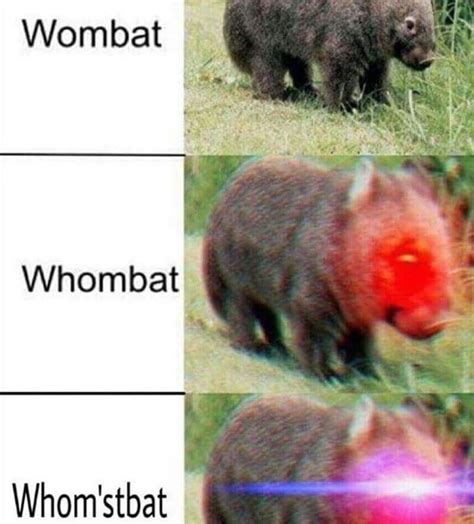 wombat | Whomst | Know Your Meme