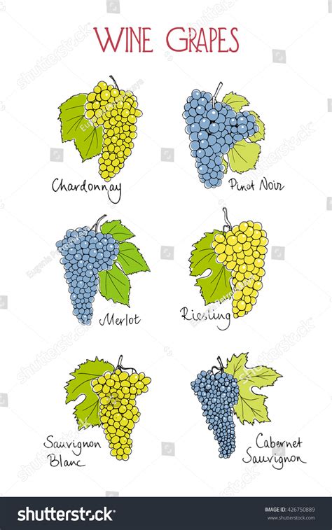 Vector Visual Guide Wine Grape Varieties Stock Vector (Royalty Free ...