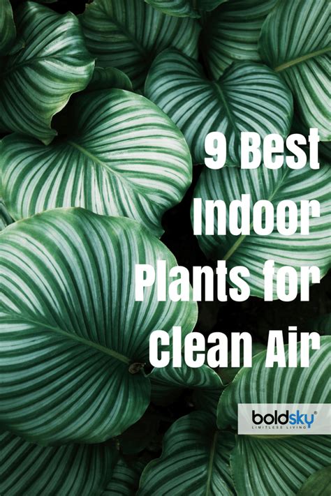 Benefits Of Having Plants In Your Bedroom + 9 Best Indoor Plants For ...