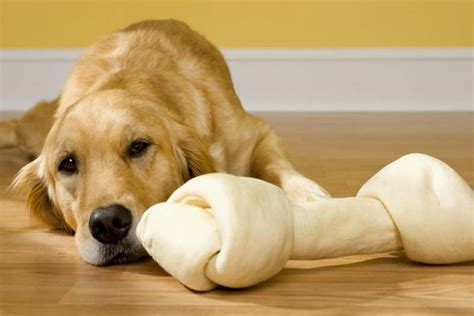 Why Is Rawhide Bones Bad For Dogs