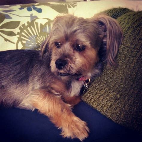 Shorkie full grown age 8 yrs | Pets, Dogs, Animals