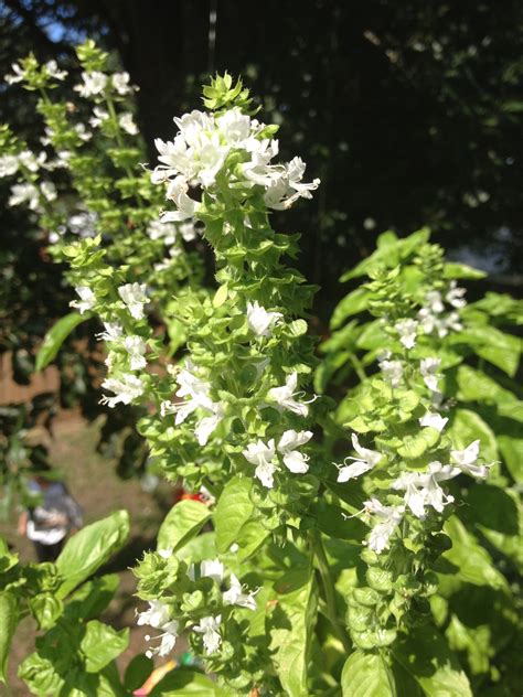 Basil flowers! | Basil seeds, Flower seeds, Seeds