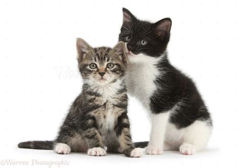 Tabby kitten with black-and-white kitten photo WP29142