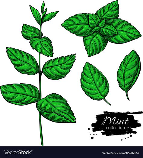 Mint Leaf Drawing at PaintingValley.com | Explore collection of Mint ...