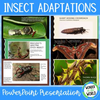 Animal adaptations PowerPoint slide show presentation and activity ...