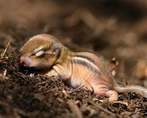 17 Best images about Baby chipmunk on Pinterest | Gardens, The karate ...