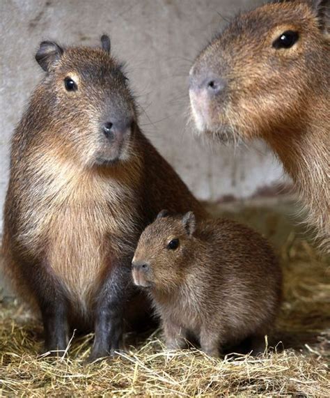 Capybara Life Cycle