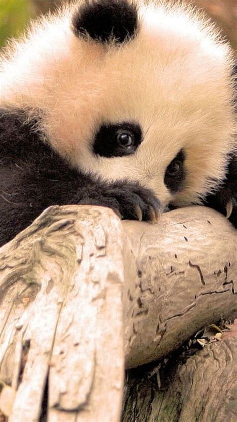 Baby Pandas Sleeping