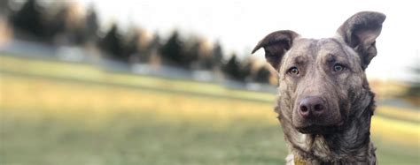 Anatolian Shepherd German Shepherd Mix Puppy