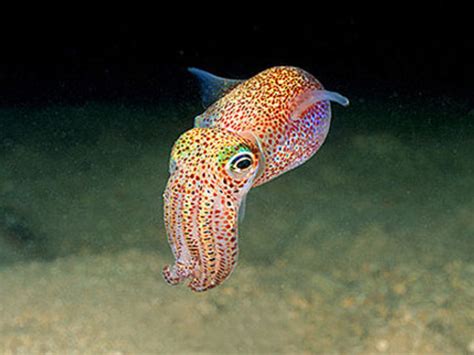 talk cuttle to me — end0skeletal: Bobtail Squid (x)