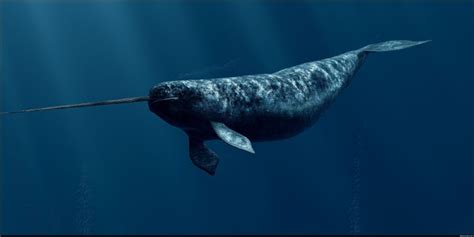 Narwhals