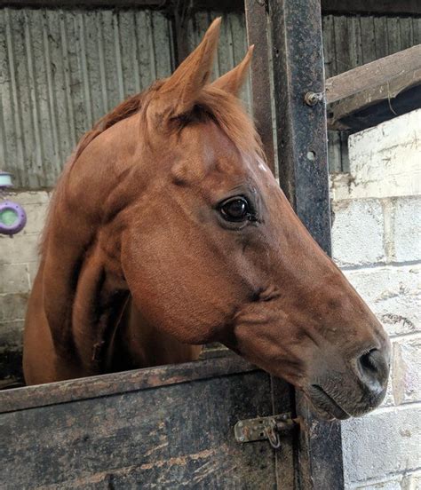 a brown horse sticking its head out of a stable