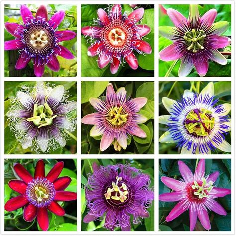 QUALITY SEEDS: Grow 50+ seeds of Passion Flower EASY TO GROW: Warm ...