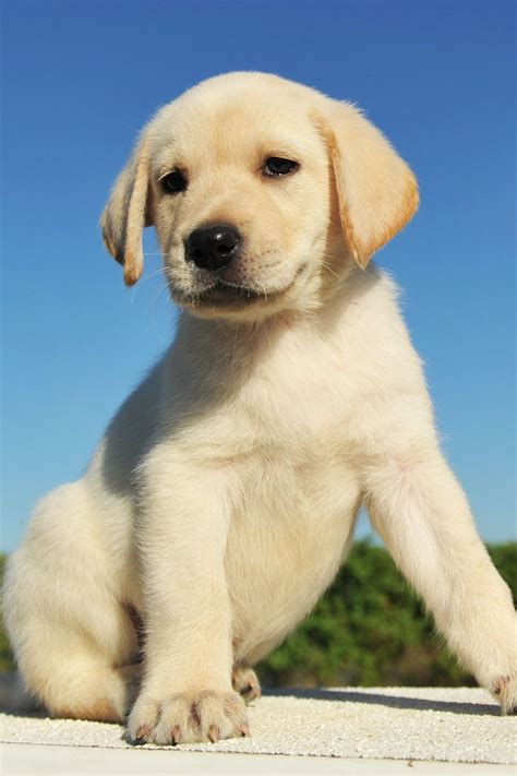 Labrador Puppy in 2021 | Labrador retriever puppies, Labrador puppy ...