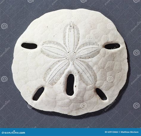 Sand dollar stock photo. Image of skeleton, echinoderm - 63912666